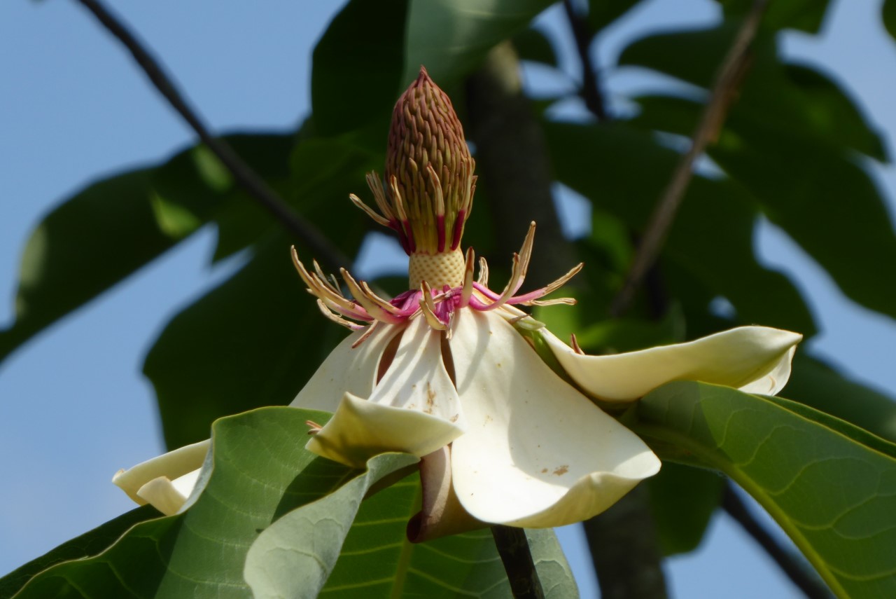 magnolia obovata lydia